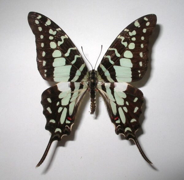 Graphium antheus
