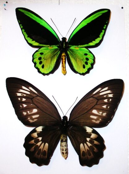 Ornithoptera priamus priamus