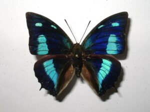 Anaea cyanea