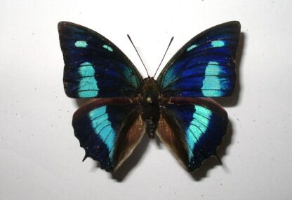 Anaea cyanea