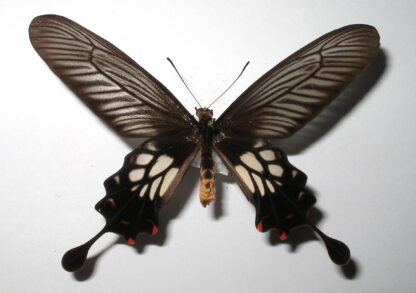 Atrophaneura coon
