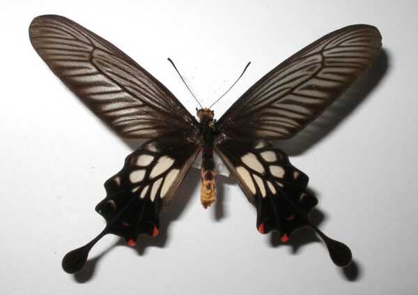 Atrophaneura coon