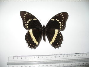 Papilio cleotas