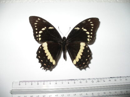 Papilio cleotas