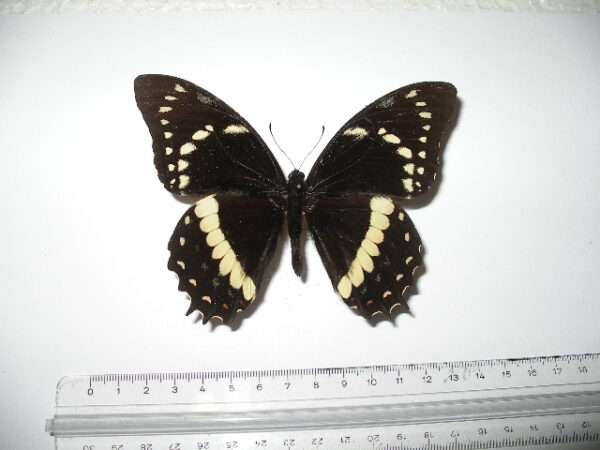 Papilio cleotas