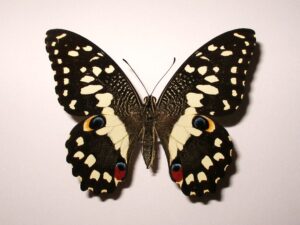 Palilio demodocus