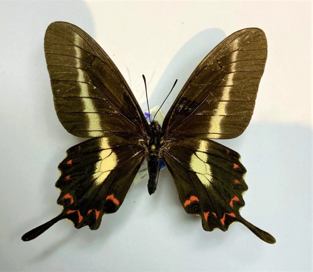 Mimoides lysithous