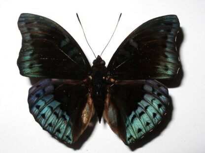 Euthalia amanda