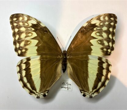 Morpho uraneis