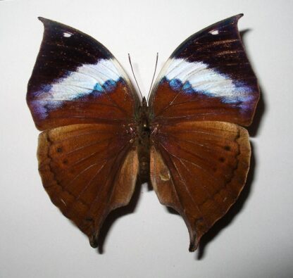 Kallima inachus