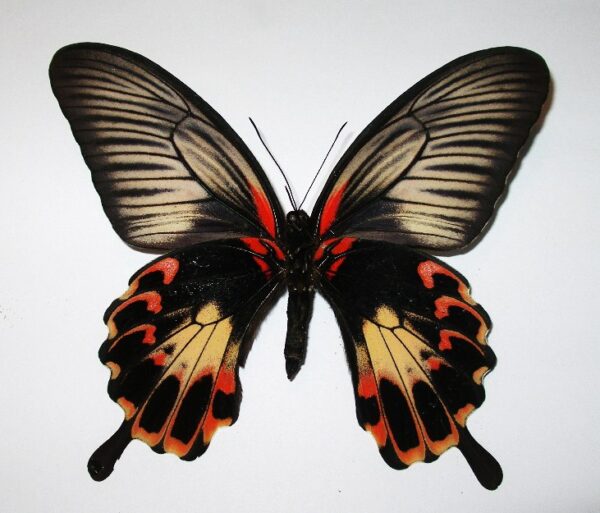 Papilio deiphobus