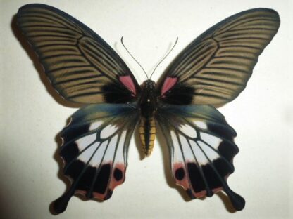 Papilio memnon
