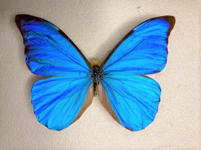 Morpho anaxibia
