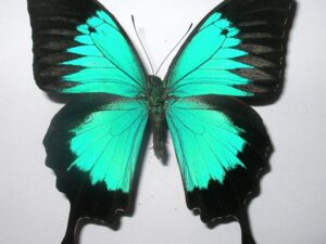 Achillides ulysses