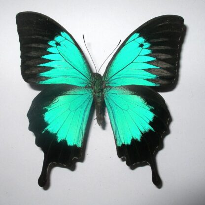 Achillides ulysses
