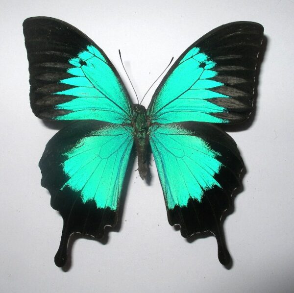 Achillides ulysses