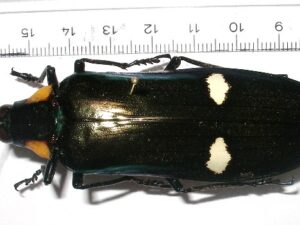 Megaloxantha assamensis