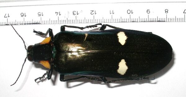 Megaloxantha assamensis