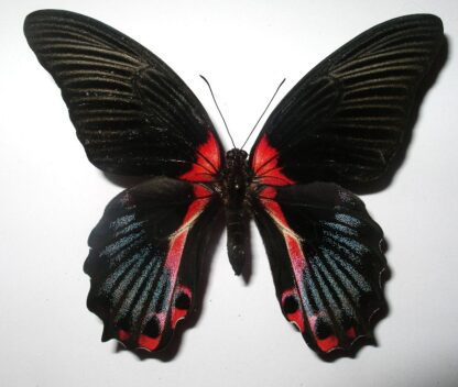 Papilio rumanzovia