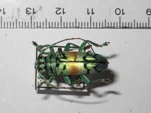 Cerambycidae sp3