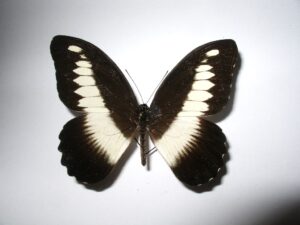 Papilio zenobia