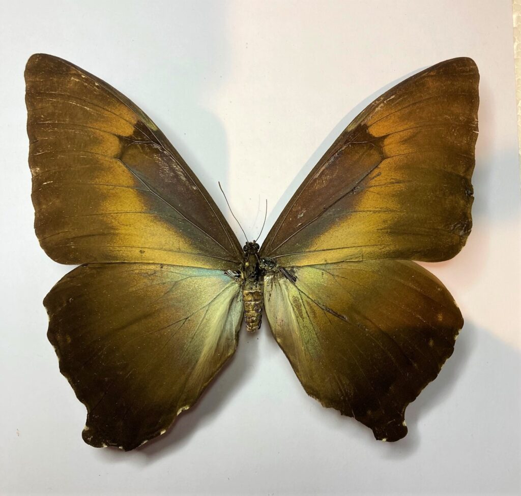 Morpho hecuba gahua