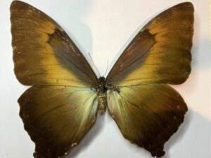 Morpho hecuba gahua