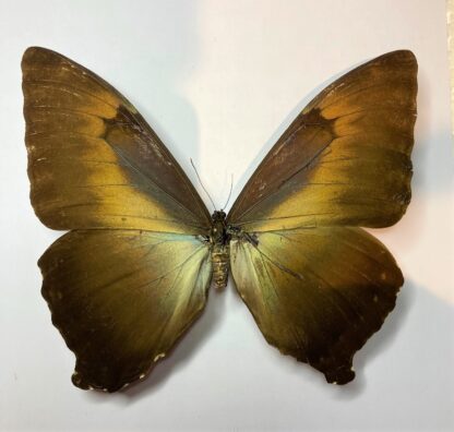 Morpho hecuba gahua