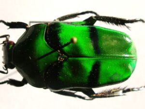 Cetonidae sp.1