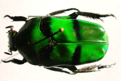 Cetonidae sp.1
