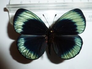 Asterope leprieuri