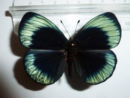 Asterope leprieuri