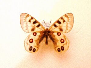 Parnassius imperator