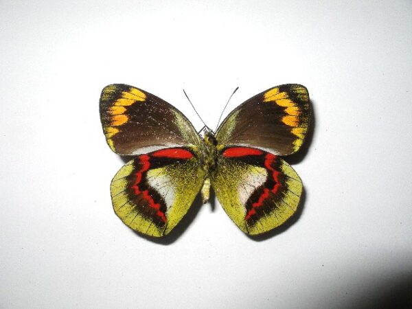 Delias joicei