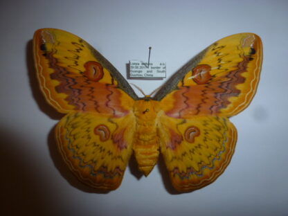 Loepa anthera