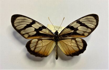 Ituna ilione
