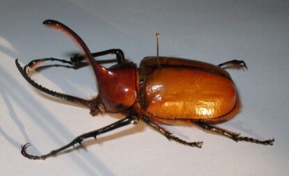 Golopha porteri