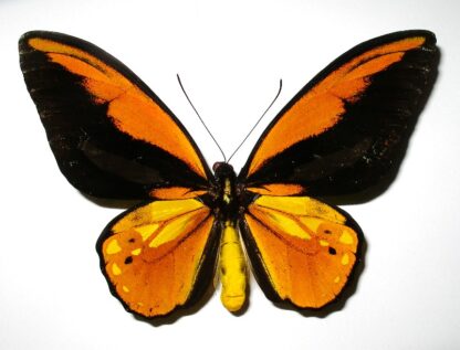 Ornithoptera croesus croesus