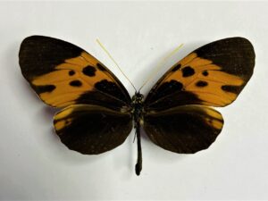 Heliconius aristonia