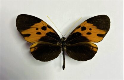 Heliconius aristonia