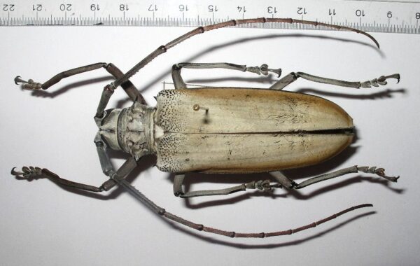 Rosenbergia sp.1