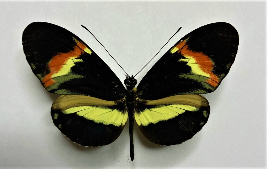 Heliconiidae