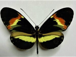 Heliconiidae