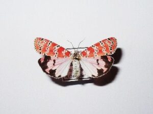 Utetheisa pulchella