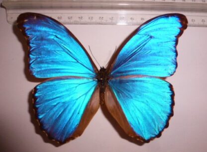 Morpho didius