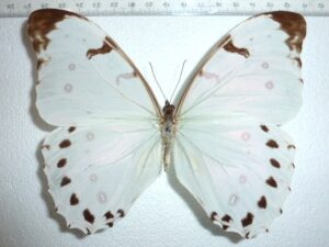 Morpho luna