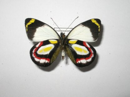 Delias bakeri