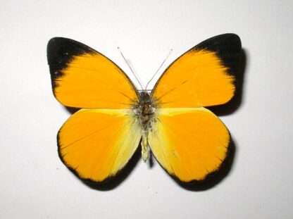 Delias aruna