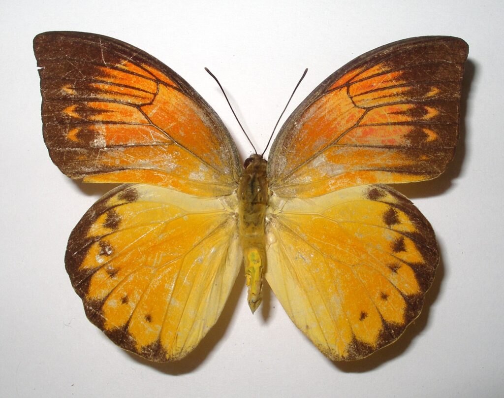 Hebomoia glaucippe detanii