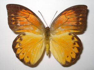 Hebomoia glaucippe detanii